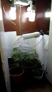 BM descobre plantação de maconha em Imbé 29 BM descobre plantação de maconha em Imbé 28