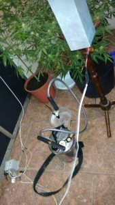 BM descobre plantação de maconha em Imbé 27 BM descobre plantação de maconha em Imbé 26