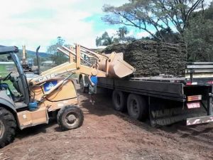 Grama em leiva do Alemão lança promoção com frete e adubação grátis 158