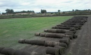 Grama em leiva do Alemão lança promoção com frete e adubação grátis 160