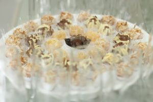 Centro de Estética Tatiane Palacio reinaugura com muito charme e sofisticação - veja imagens 1504