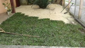 Como ter um pátio com grama verdinha e bem cuidada? Grama em Leiva do Alemão 412