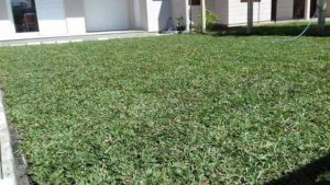 Como ter um pátio com grama verdinha e bem cuidada? Grama em Leiva do Alemão 414