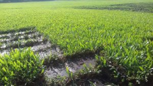 Como ter um pátio com grama verdinha e bem cuidada? Grama em Leiva do Alemão 416