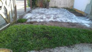 Como ter um pátio com grama verdinha e bem cuidada? Grama em Leiva do Alemão 424
