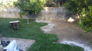 Como ter um pátio com grama verdinha e bem cuidada? Grama em Leiva do Alemão 426