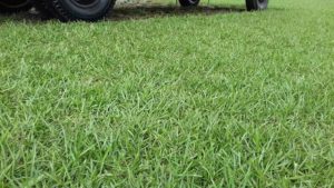 Como ter um pátio com grama verdinha e bem cuidada? Grama em Leiva do Alemão 372