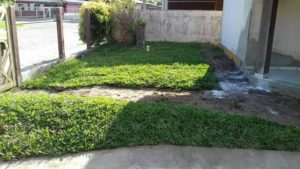 Como ter um pátio com grama verdinha e bem cuidada? Grama em Leiva do Alemão 432