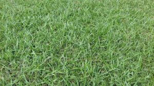 Como ter um pátio com grama verdinha e bem cuidada? Grama em Leiva do Alemão 374