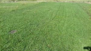 Como ter um pátio com grama verdinha e bem cuidada? Grama em Leiva do Alemão 376