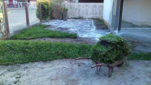 Como ter um pátio com grama verdinha e bem cuidada? Grama em Leiva do Alemão 434