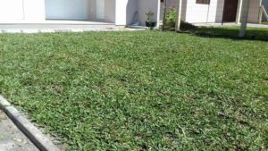 Como ter um pátio com grama verdinha e bem cuidada? Grama em Leiva do Alemão 438