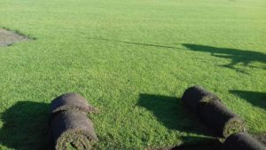 Como ter um pátio com grama verdinha e bem cuidada? Grama em Leiva do Alemão 394