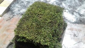 Grama em leiva do Alemão lança promoção com frete e adubação grátis 148