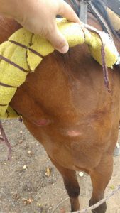 PATRAM autua dono de cavalos por maus tratos em Osório 64