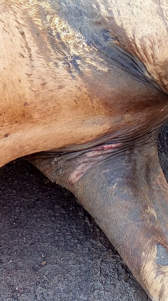 Batalhão ambiental flagra maus tratos a animal em Capão da Canoa 37 Batalhão ambiental flagra maus tratos a animal em Capão da Canoa 36