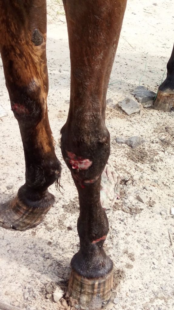 Batalhão ambiental flagra maus tratos a animal em Capão da Canoa 39 Batalhão ambiental flagra maus tratos a animal em Capão da Canoa 38