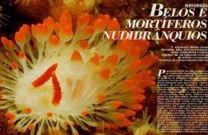 Nudibrânquios, pequenas maravilhas da natureza 52