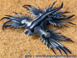 Nudibrânquios, pequenas maravilhas da natureza 54