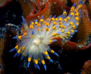 Nudibrânquios, pequenas maravilhas da natureza 56