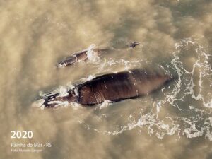 Baleia conhecida há 27 anos volta a visitar o litoral gaúcho 47 Baleia conhecida há 27 anos volta a visitar o litoral gaúcho 46