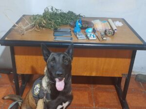 Jovens são presos por tráfico de drogas em Osório