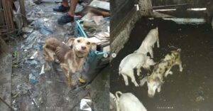 Maus tratos tratos a animais leva homem a prisão em Capão da Canoa