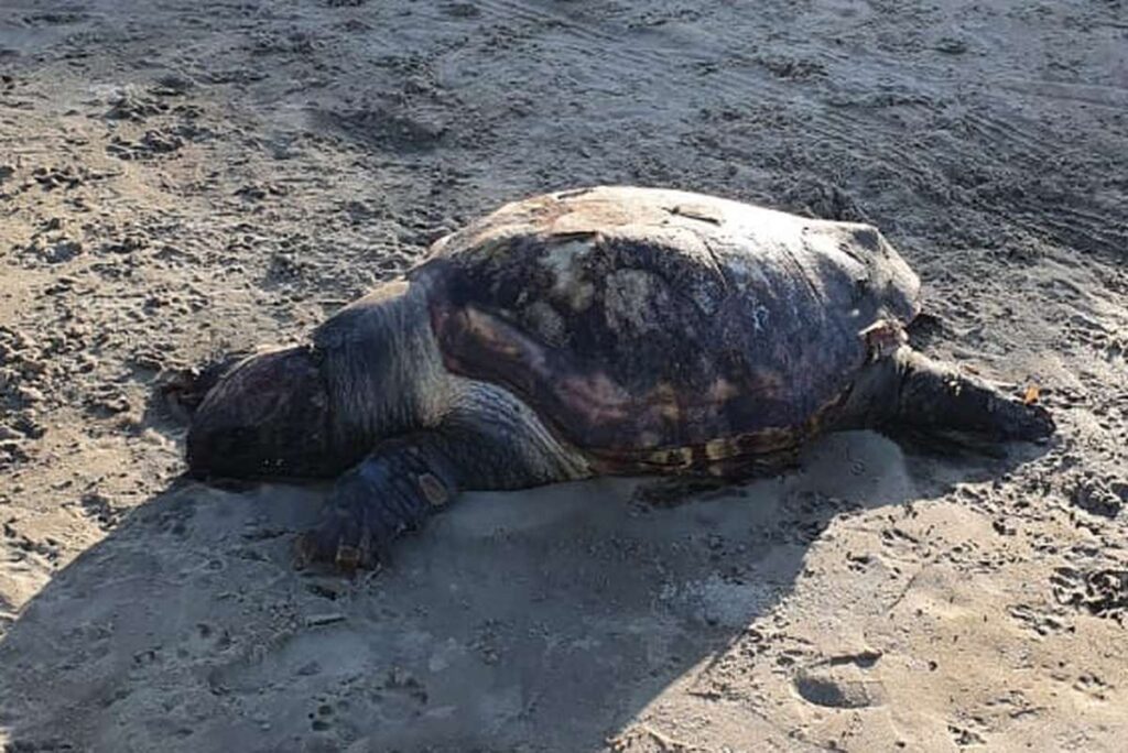 Tartaruga morre próxima a rede de pesca em Imbé