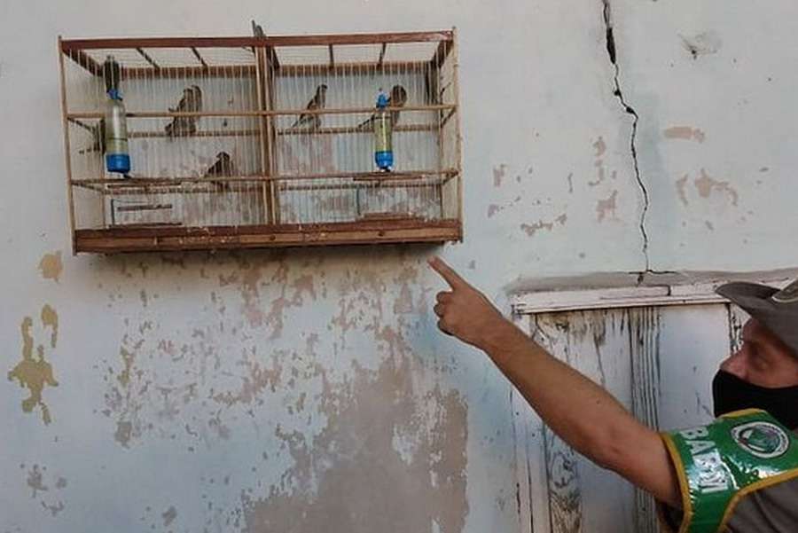 Patram recolhe 11 pássaros em cativeiro em Osório