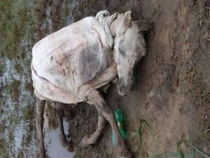 Cavalo é localizado com fraturas e muito debilitado: adolescente é seu proprietário