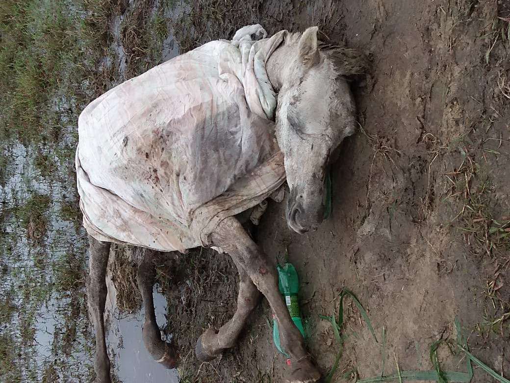 Cavalo é localizado com fraturas e muito debilitado: adolescente é seu proprietário