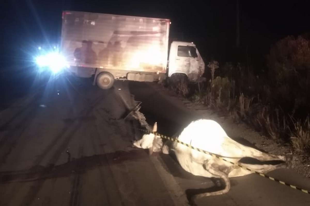 Caminhoneiro atropela vaca, desce para sinalizar e morre atropelado na Rota do Sol