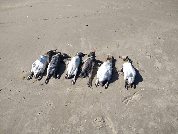 Dezenas de pinguins aparecem mortos no Litoral Gaúcho