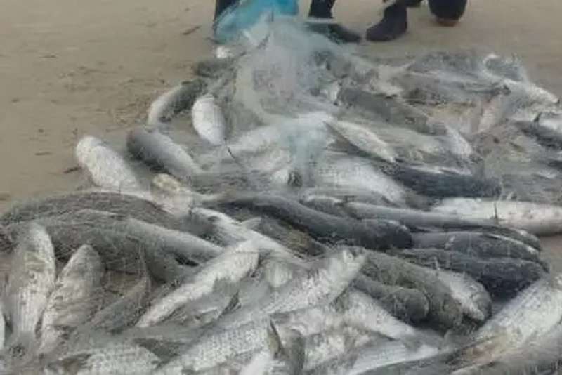 Cota de pesca da tainha na Lagoa dos Patos