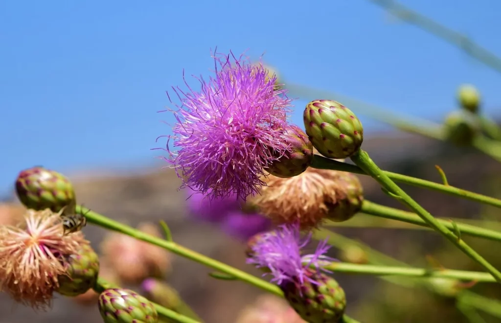 Como cultivar a mimosa pudica e estimular sua sensibilidade