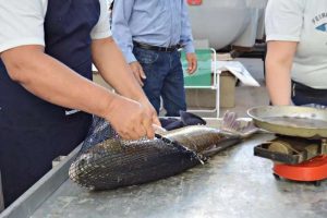 Feira do Peixe em Osório