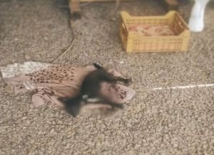 Maus-tratos em Torres