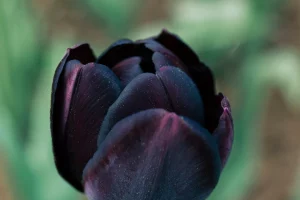 A tulipa negra realmente existe Descubra esse mistério botânico