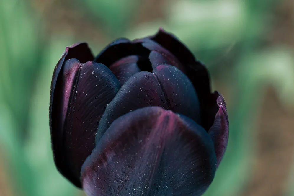 A tulipa negra realmente existe Descubra esse mistério botânico