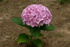 Como deixar a hortênsia com flores grandes mesmo em solo pobre