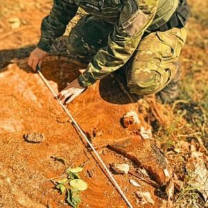 Corte irregular de figueira