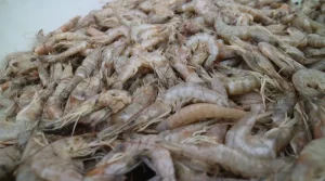 Enchente afunda safra do camarão no Litoral do RS