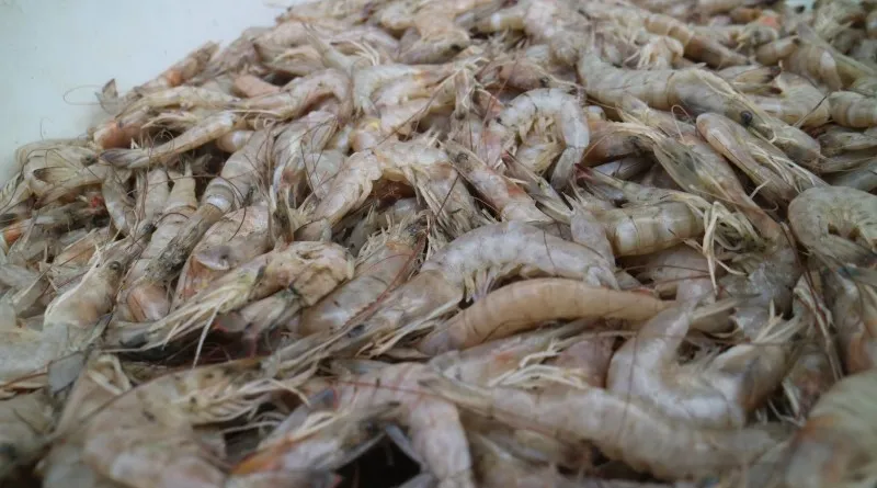 Enchente afunda safra do camarão no Litoral do RS