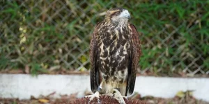 Falcões no Aeroporto Salgado Filho