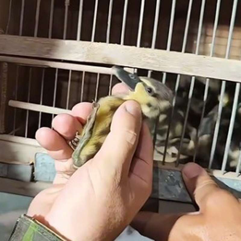 Filhotes de marreca e galinhas desidratadas