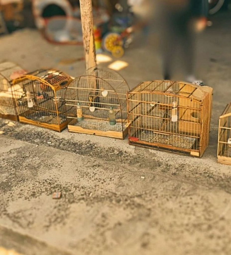 Crueldade no Litoral Norte: