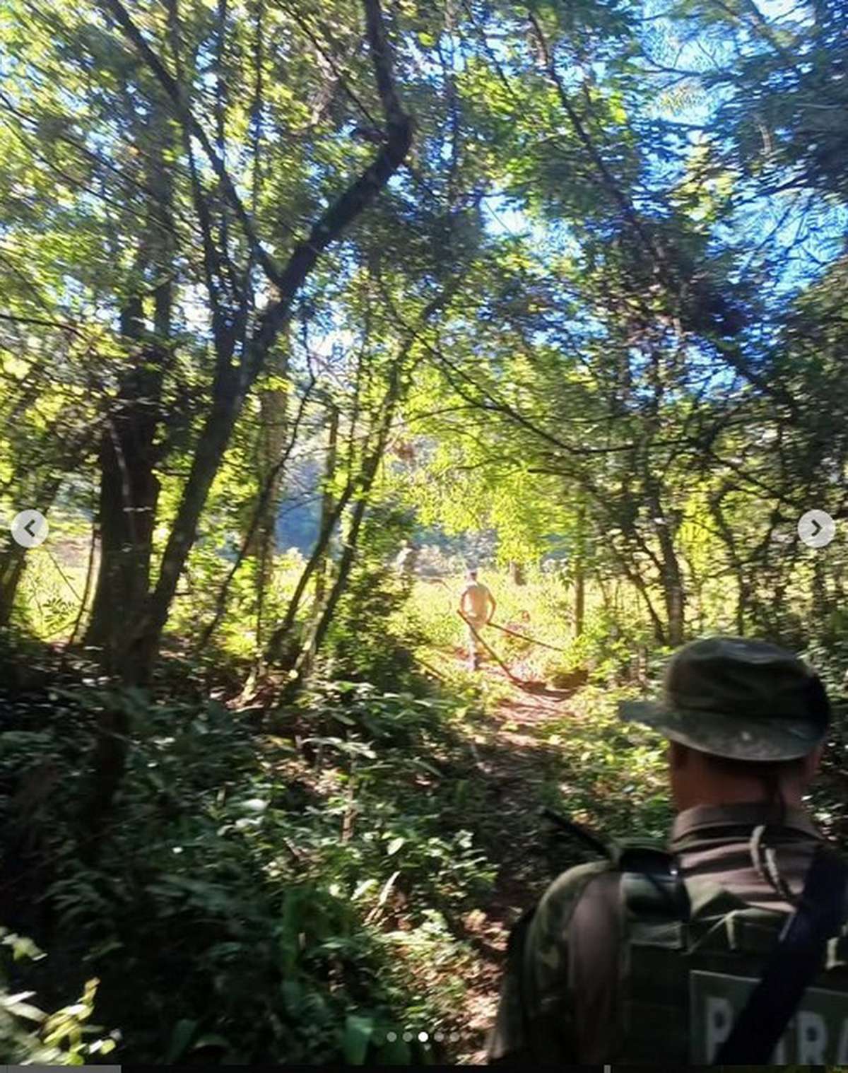 Ataque de puma em Maquiné