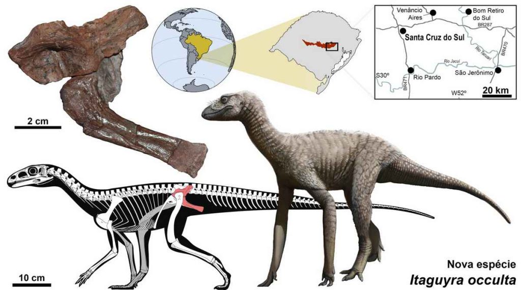 Fóssil encontrado no RS