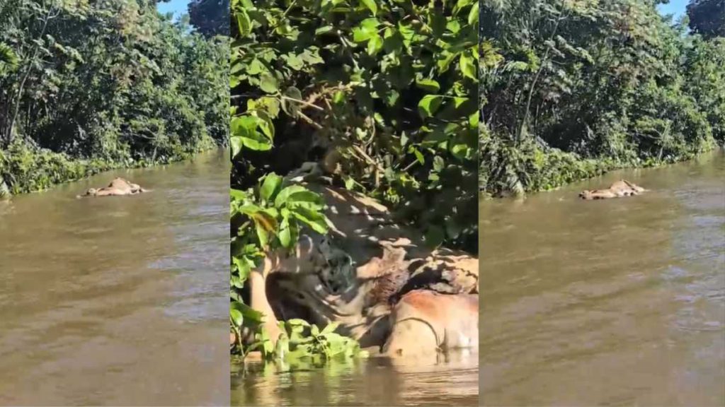 Onça-pintada arrasta boi em rio do Pantanal e cena impressiona turistas