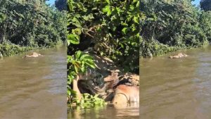 Onça-pintada arrasta boi em rio do Pantanal e cena impressiona turistas